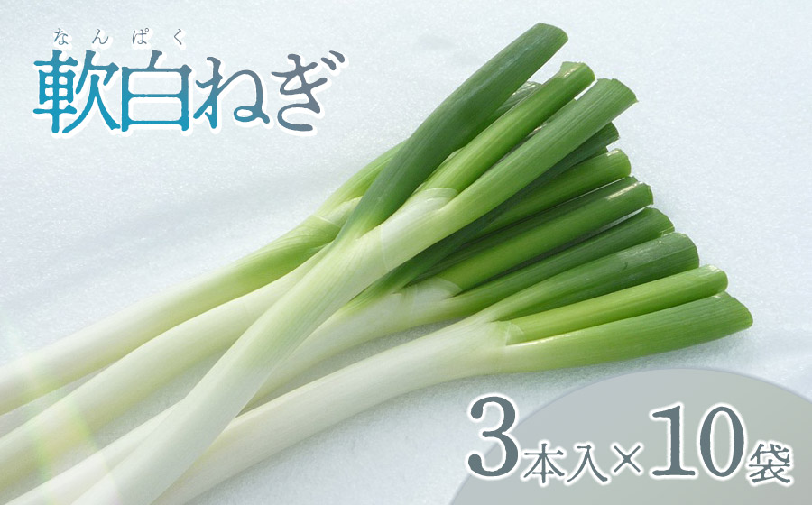 【令和7年12月より発送】軟白ネギ　1箱（3本入り×10袋） 山形県鶴岡市産　鶴岡協同ファーム