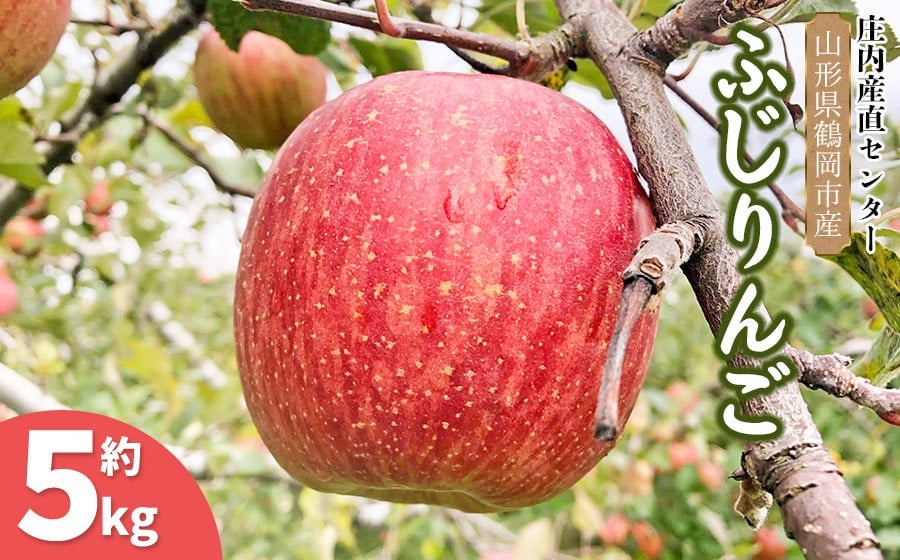 【令和7年産 先行予約】家庭用ふじりんご　約5kg(12～20玉)入箱　山形県鶴岡市産　庄内産直センター