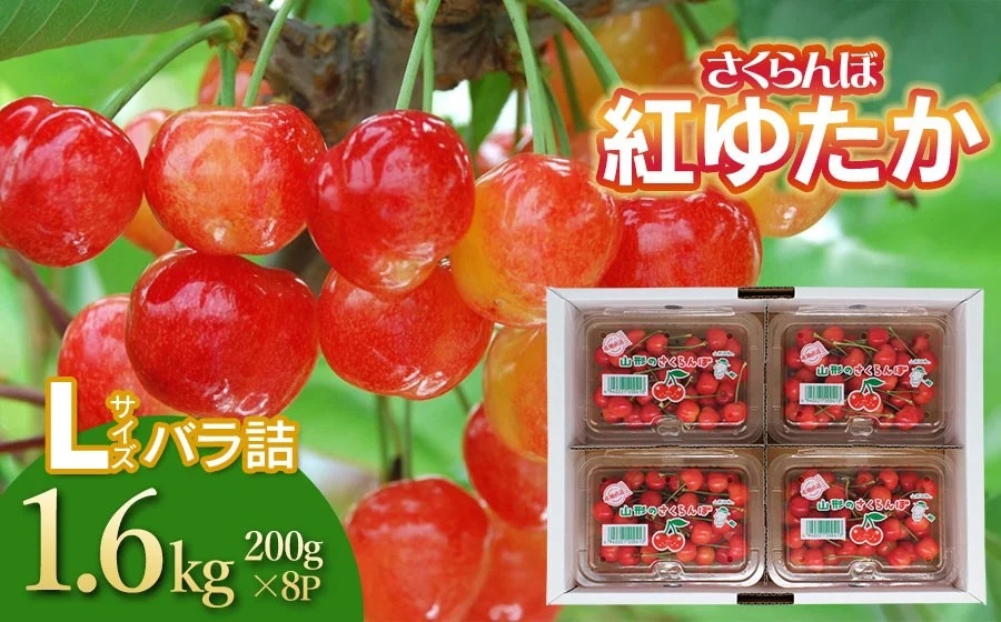【令和8年産先行予約】 さくらんぼ　紅ゆたか　フードパック　Lサイズ 1.6kg（200g×8P） 山形県鶴岡産　鈴木さくらんぼ園