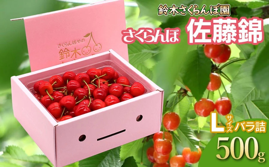【令和8年産先行予約】 さくらんぼ 佐藤錦 バラ詰め Lサイズ 500g　山形県鶴岡産　鈴木さくらんぼ園