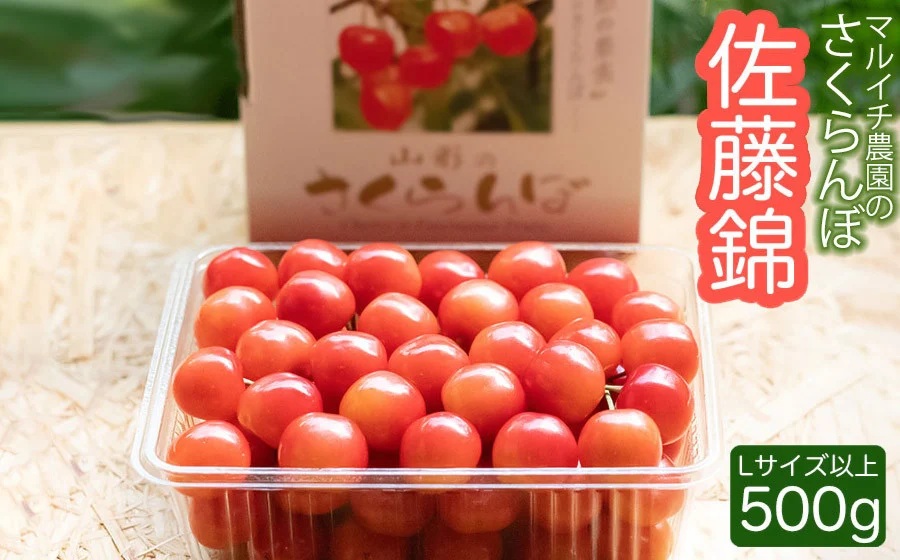 【令和8年産先行予約】さくらんぼ 佐藤錦　500g（ Lサイズ以上）　マルイチ農園
