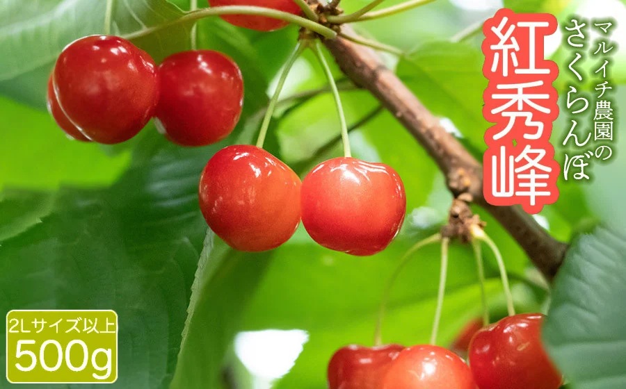 【令和8年産先行予約】 さくらんぼ 紅秀峰　500g（2Lサイズ以上）　マルイチ農園