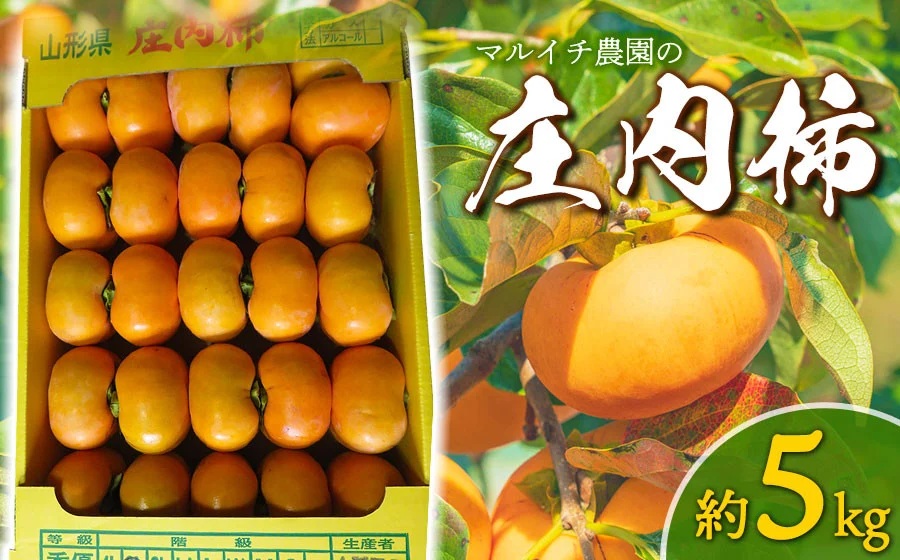 【令和8年産先行予約】庄内柿 Mサイズ以上 5kg マルイチ農園