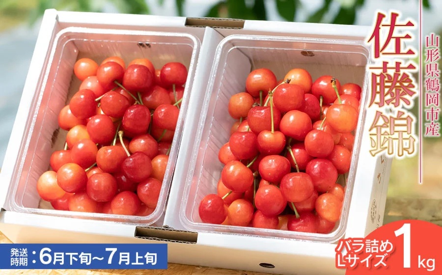【令和8年産先行予約】佐藤錦 バラ詰め Lサイズ 1kg　もぎたて「初夏の味覚」さくらんぼ　丸忠農園