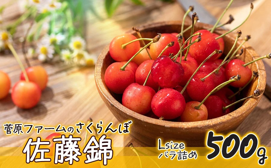 【令和7年産先行予約】 さくらんぼ 佐藤錦 Lサイズ バラ詰め 500g　山形県鶴岡市産　 菅原ファーム