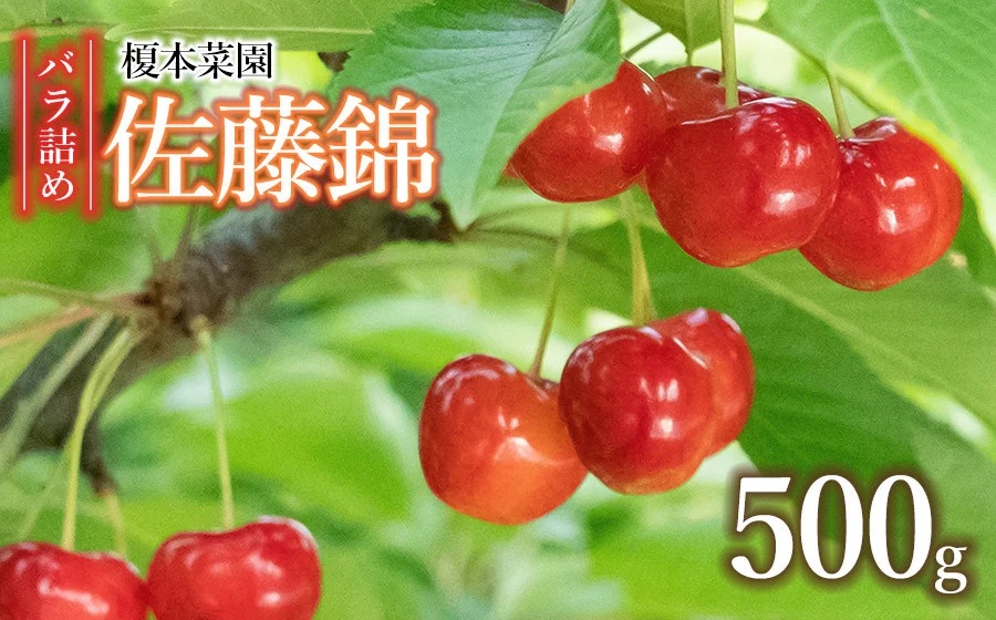 【令和8年産先行予約】 山形県 鶴岡市産 さくらんぼ 「佐藤錦」(Lサイズ以上)  バラ詰め 500g  榎本菜園  K-835