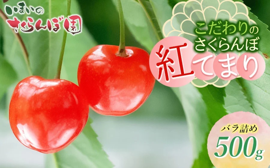【令和8年産先行予約】こだわりのさくらんぼ「紅てまり」（2Lサイズ以上）バラ詰め 500g いまいのさくらんぼ園 K-835