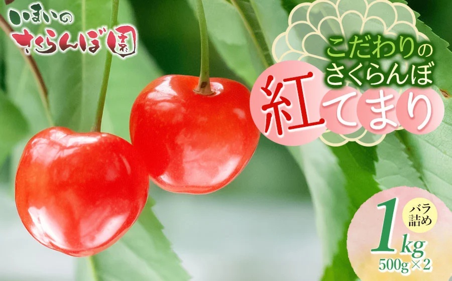 【令和8年産先行予約】　こだわりのさくらんぼ　「紅てまり」（2Lサイズ以上）バラ詰め 1kg いまいのさくらんぼ園 K-866