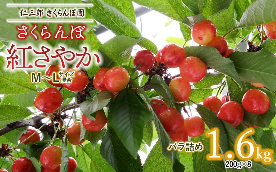 【令和8年産先行予約】 さくらんぼ 紅さやか （M～Lサイズ 混合） バラ詰め 1.6kg (200g×8パック)　1箱　山形県鶴岡産　仁三郎さくらんぼ園