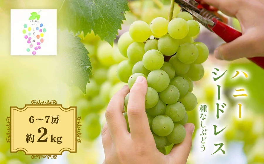 【令和8年産先行予約】ハニーシードレス 約2kg（6～7房） 種なしぶどう　カラフルぶどう園