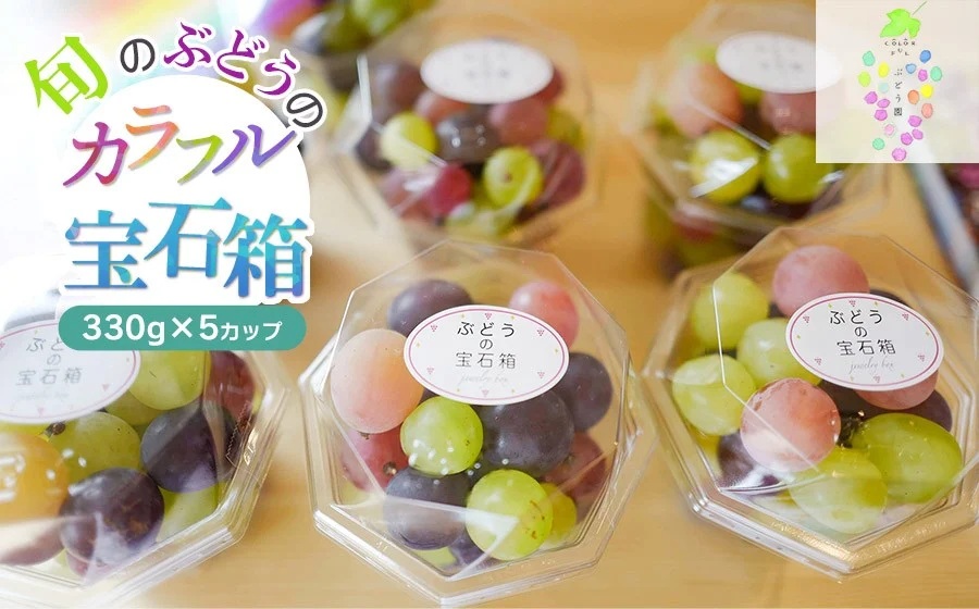 【令和8年産先行予約】お楽しみ！旬のぶどうのカラフル宝石箱 330g×5カップ　カラフルぶどう園
