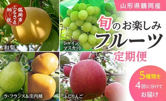 【定期便】【令和8年産先行予約】 山形県鶴岡産 旬のお楽しみフルーツセット(果物) 和梨＆シャインマスカット＆ラ・フランス＋庄内柿＆りんご (計4回、5種) 産直あぐり