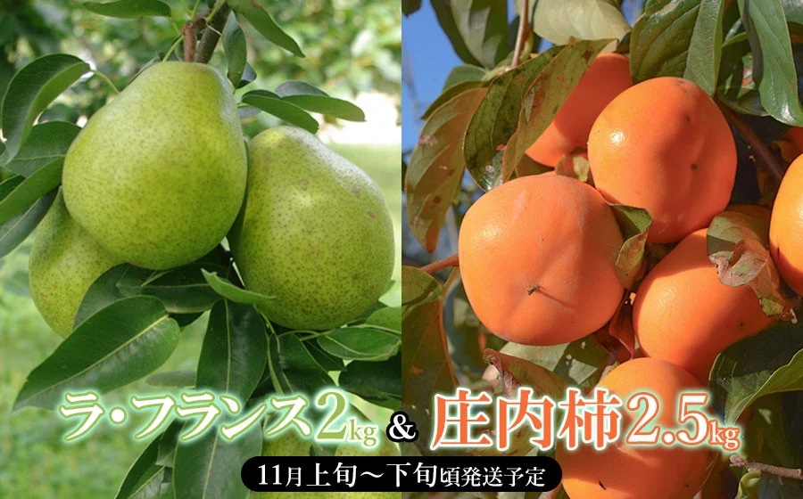 【令和8年産先行予約】山形県産 ラ・フランス 約2kg ＆ 庄内柿 約2.5kgセット　産直あぐり K-847