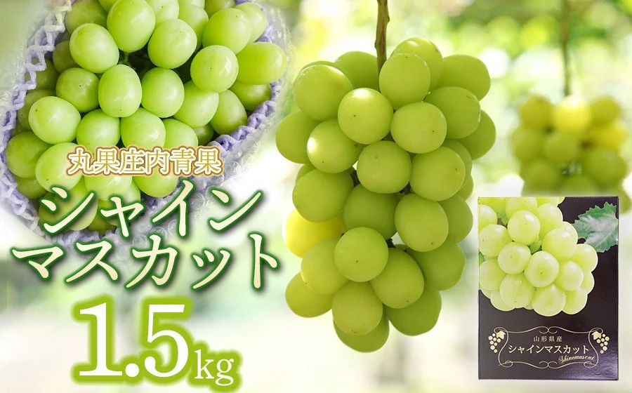 【令和8年産先行予約】シャインマスカット 約1.5kg　丸果庄内青果
