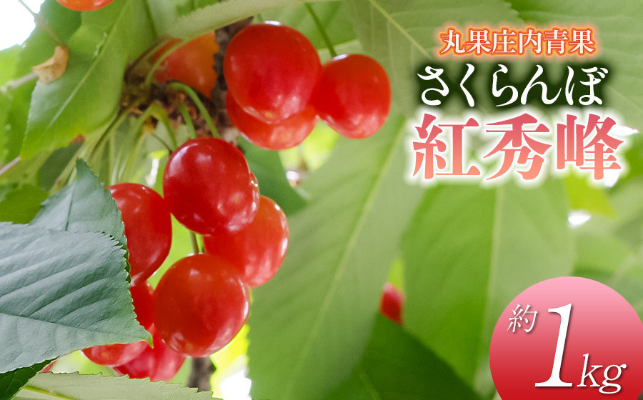 【令和8年産先行予約】 さくらんぼ 紅秀峰 約1kg 山形県庄内産　丸果庄内青果　| サクランボ フルーツ 果物 くだもの 旬 人気 美味しい 大粒 鶴岡市 先行予約 返礼品