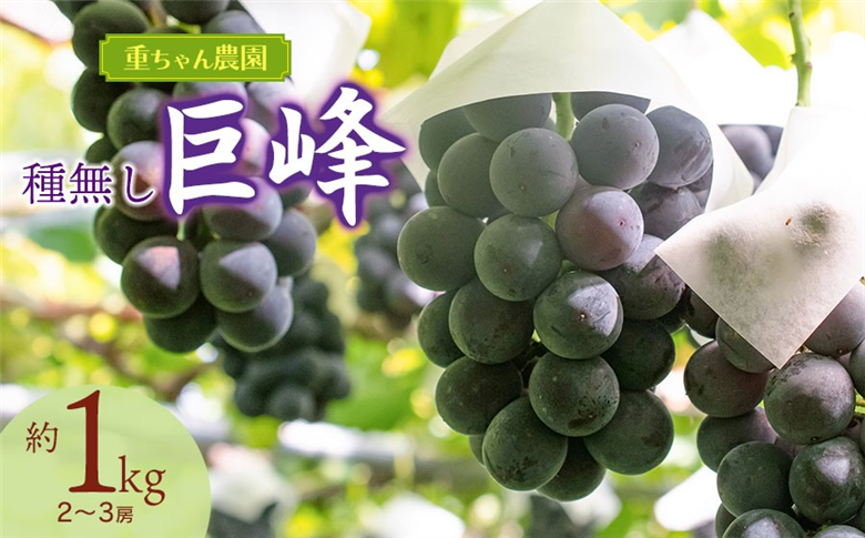【令和8年産先行予約】種なし巨峰　約1kg（2～3房） 山形県鶴岡市産　重ちゃん農園