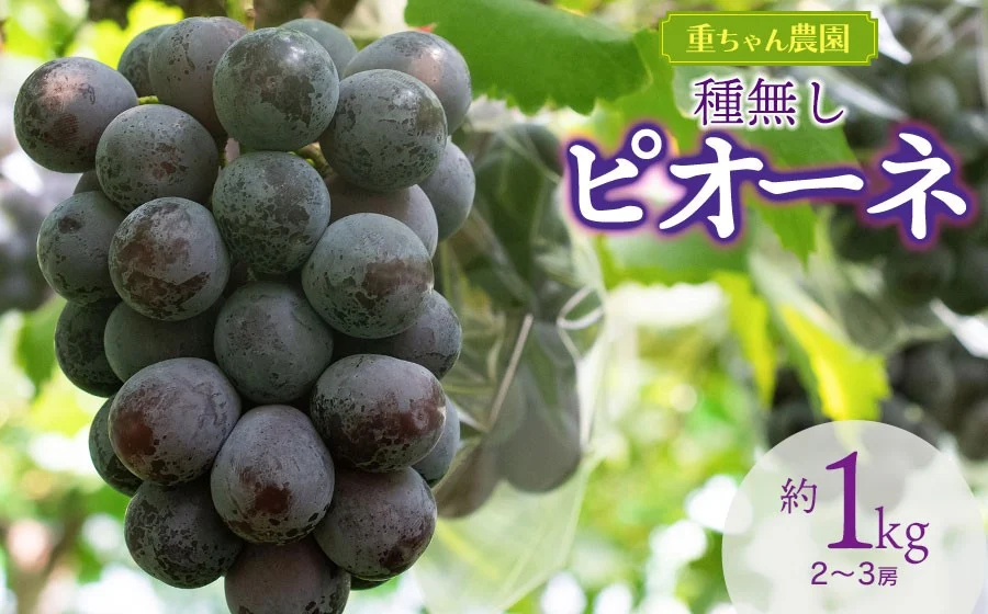  【令和8年産先行予約】種なしピオーネ　約1kg（2～3房） 山形県鶴岡市産　重ちゃん農園