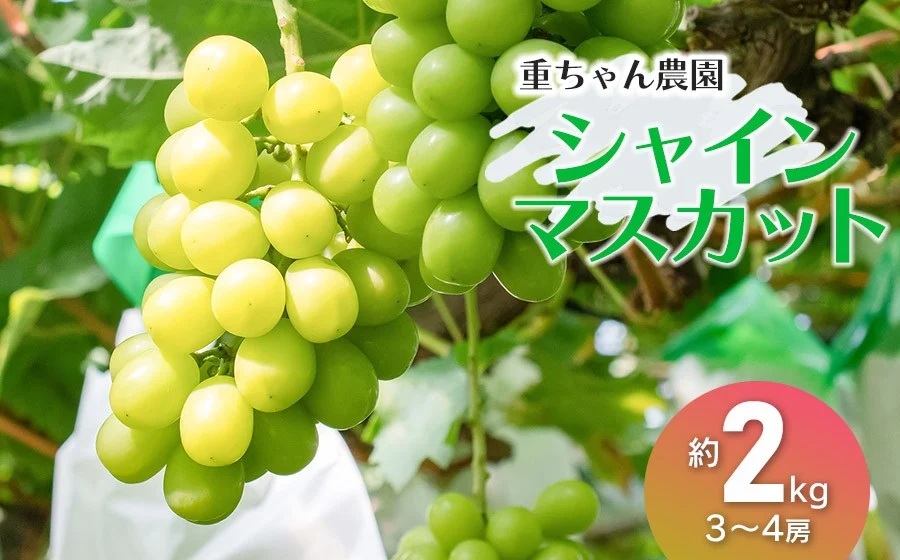 【令和8年産先行予約】 大人気 シャインマスカット 約2kg（約3～4房） 山形県鶴岡産 重ちゃん農園