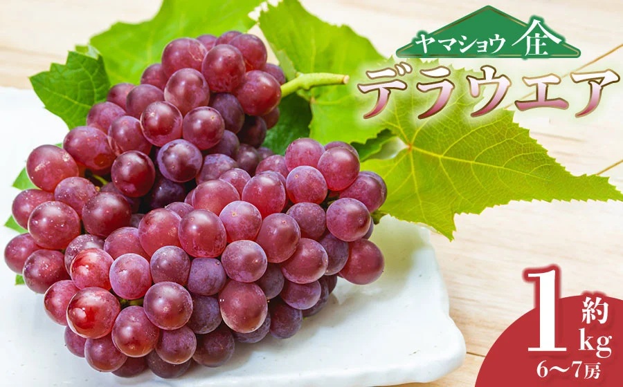 【令和8年産先行予約】デラウェア 約1kg (6～7房) 山形県鶴岡市産 ヤマショウ