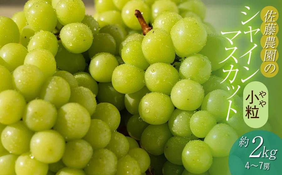 【令和8年産先行予約】 鶴岡市産 シャインマスカット(やや小粒) 約2kg (4～7房)　佐藤農園