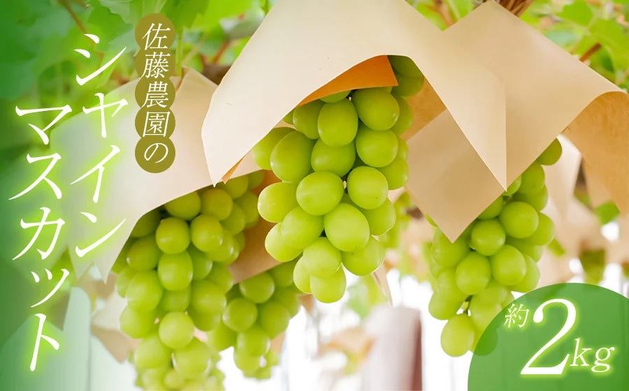 【令和8年産先行予約】 鶴岡市産 シャインマスカット 約2kg　(3~4房)　佐藤農園