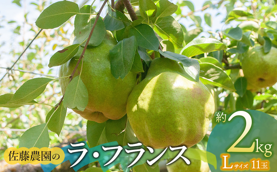 【令和8年産先行予約】 ラ・フランス Lサイズ 約2kg(11玉) 山形県鶴岡市産　佐藤農園