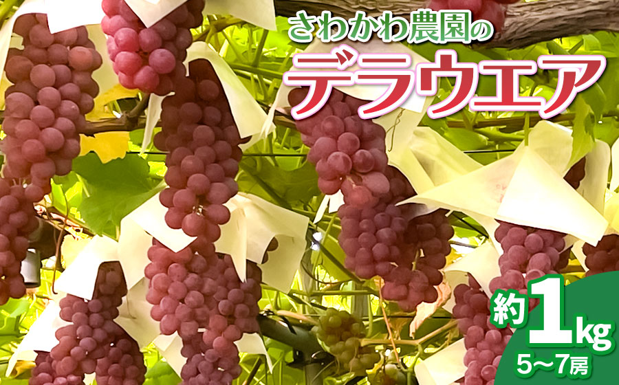 【令和8年産先行予約】 デラウェア 1kg（5～7房）山形県鶴岡市産　さわかわ農園