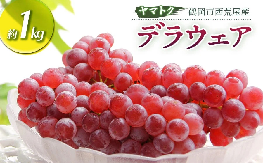 【令和8年産先行予約】 デラウェア 約1kg（5～6房） 山形県鶴岡市産　ヤマトク