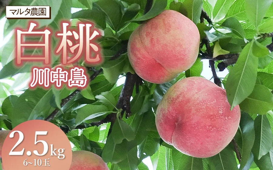 【令和8年産 先行予約】川中島白桃 　2.5kg(6～10玉)　マルタ農園