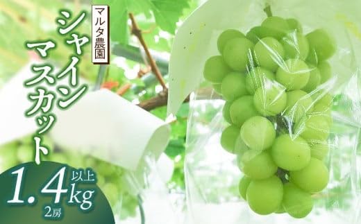 【令和8年産 先行予約】シャインマスカット 1.4kg以上(2房)　山形県鶴岡市産　マルタ農園
