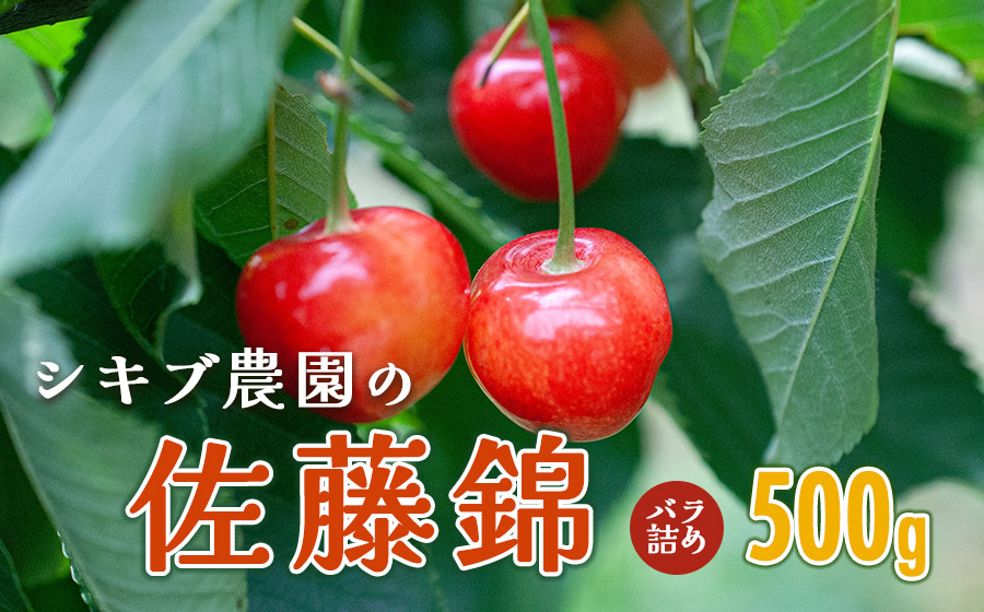 【令和8年産先行予約】 佐藤錦 バラ詰め(M～Lサイズ混合) 500g 山形県鶴岡産　シキブ農園　K-732
