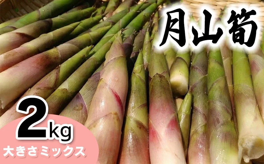 【令和8年産先行予約】月山筍（ネマガリダケ） サイズミックス2kg　がっさん たけのこ　鶴岡市朝日東部地区自治振興会