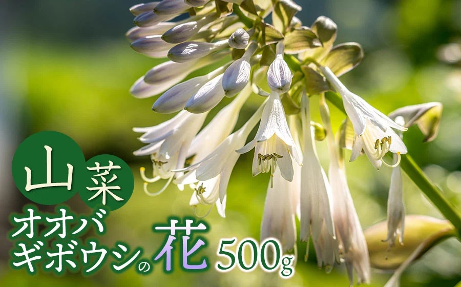 【令和8年発送】山菜　オオバギボウシの花　500g　グレイスファーム