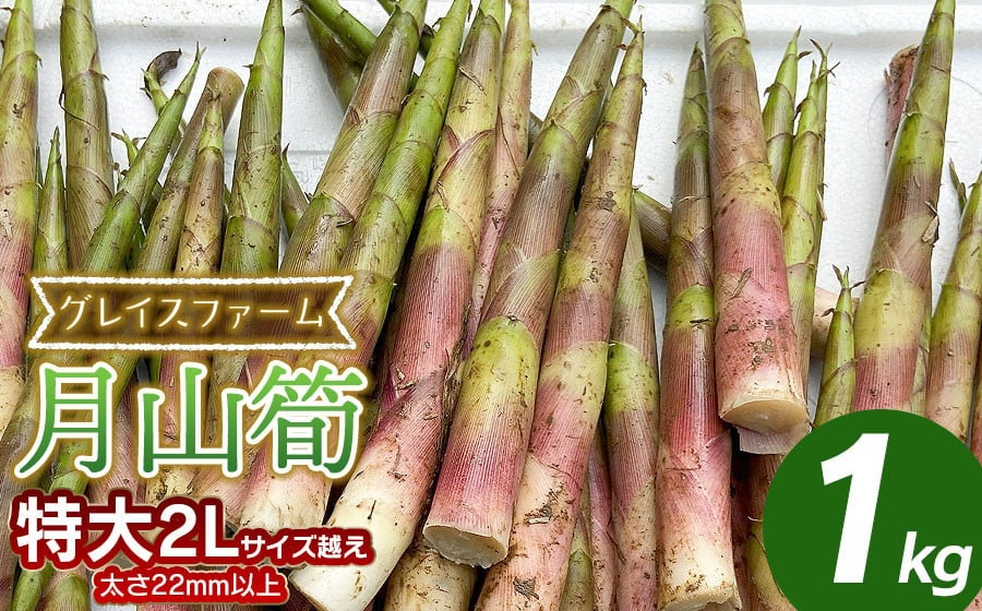 【令和8年産先行予約】月山筍 特大サイズ（2L以上） 1kg　山形県鶴岡産　グレイスファーム