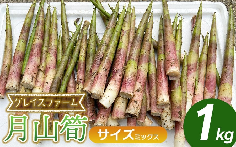 【令和8年産先行予約】月山筍 ミックスサイズ 1kg　山形県鶴岡産　グレイスファーム