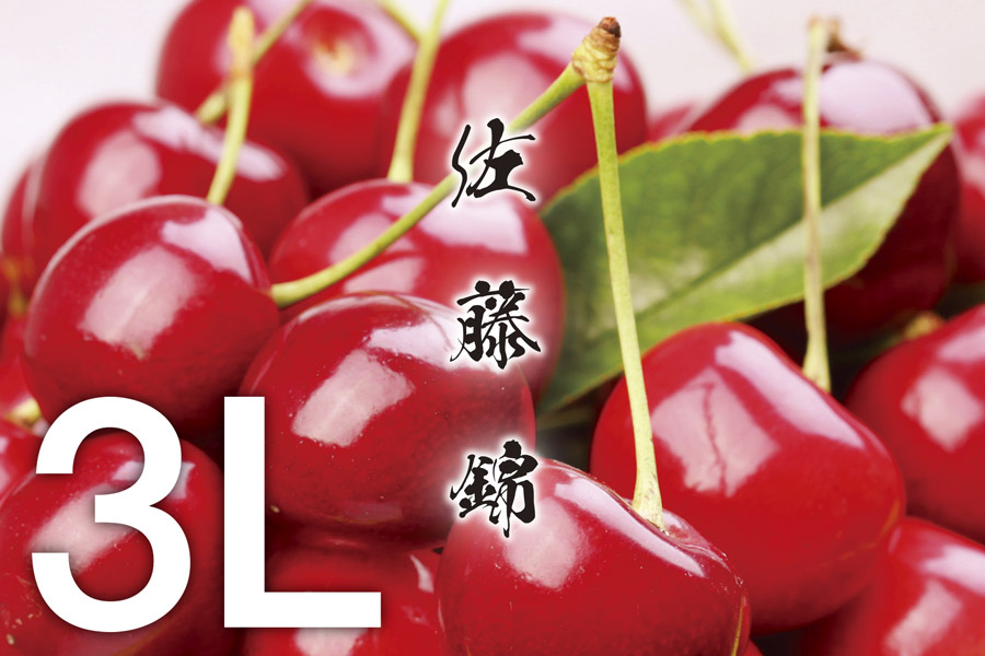 【令和7年産先行予約】《訳あり》さくらんぼ 佐藤錦 大粒3Lサイズ！バラ詰め500g うまい庄内