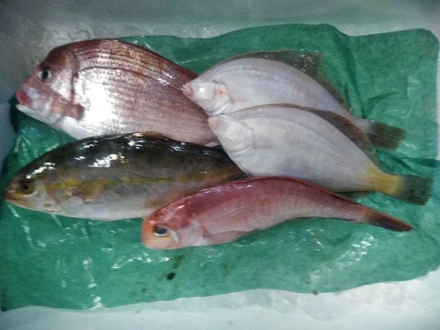 庄内浜鮮魚セット(下処理済み)４～６種類