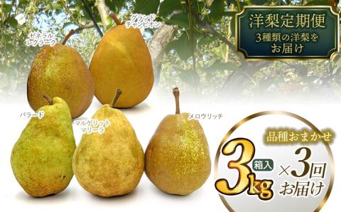 [令和6年産 先行予約]山形県鶴岡市産 洋梨定期便 3種類の洋梨をお届け 約3kg×3 品種おまかせ