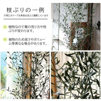 SL0218　愛の木　｢オリーブ」庭のシンボルツリー