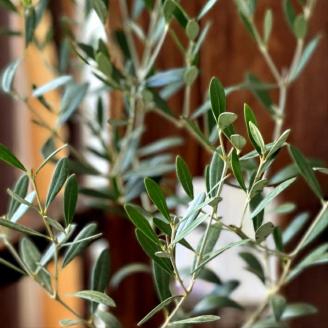 SL0202　「オリーブの鉢」を育てよう