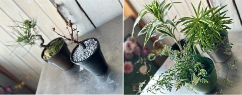 SL0220　【4回定期便】「季節の花や植物の定期便 んだの４」