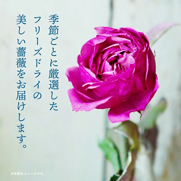 SL0198　水のいらない花　ゼロフラワー「バラ一輪挿し」