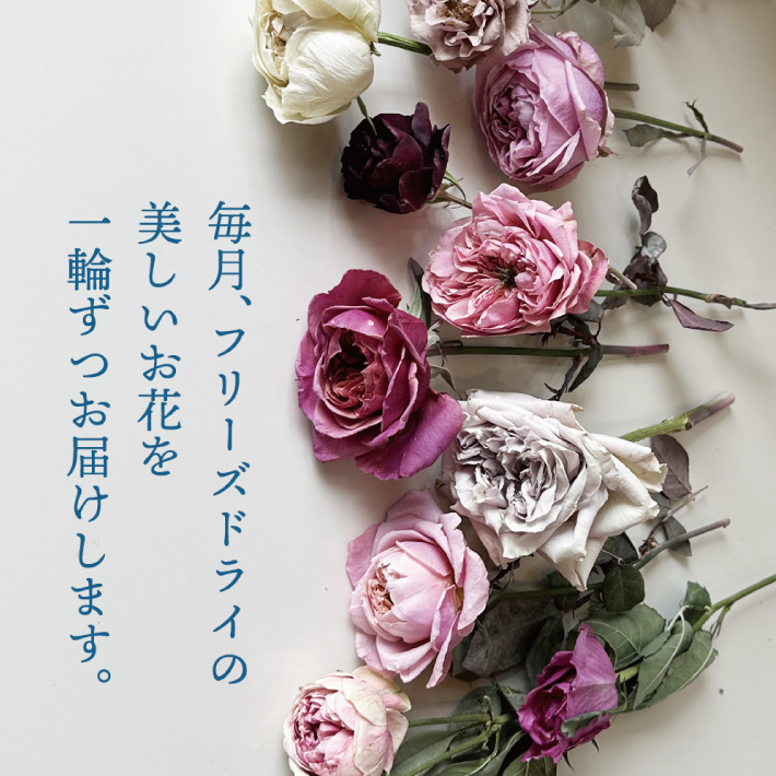 SL0225　【12回定期便】水のいらない花　ゼロフラワー定期便「花いちりん」