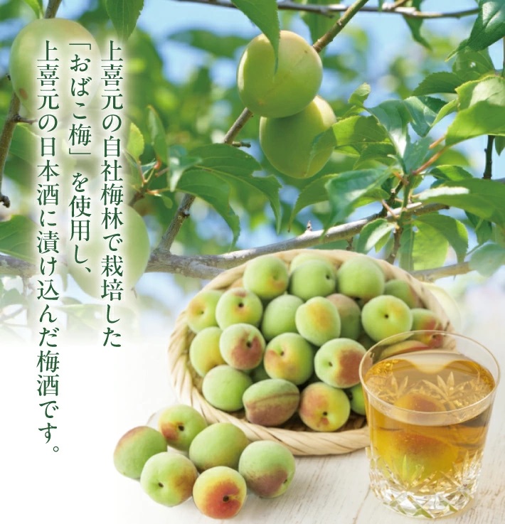 SZ0256　酒田の酒屋厳選　上喜元 うめしゅ　720ml×1本