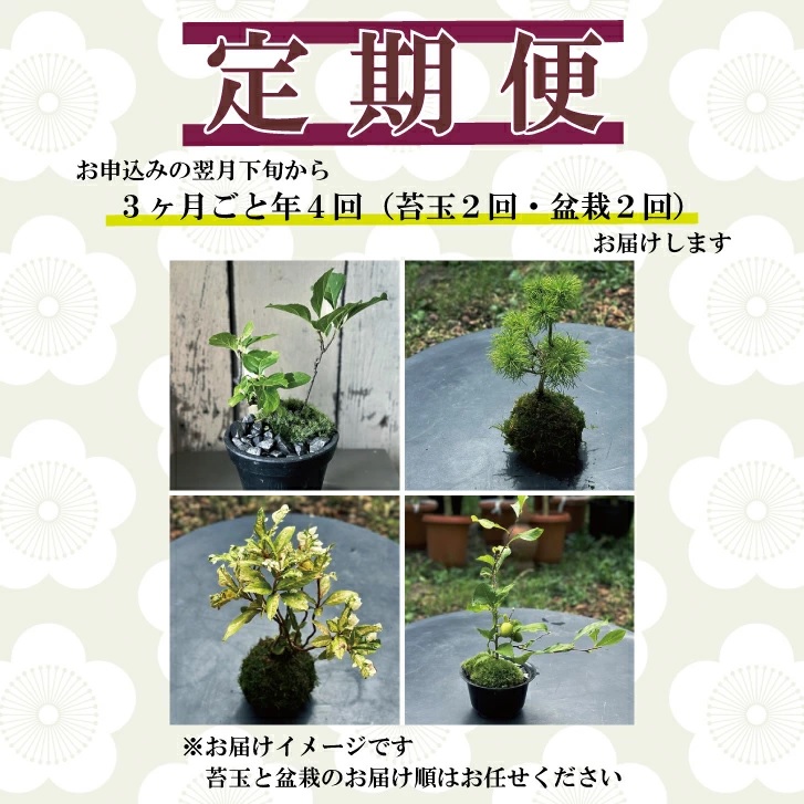 SL0239　【4回定期便】苔玉と和BONSAIの定期便「苔ボン4」