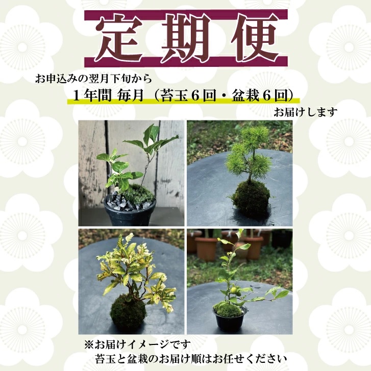 SL0240　【12回定期便】苔玉と和BONSAIの定期便「苔ボン12」