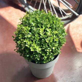 SL0211　インテリアグリーン「ツゲのトピアリー ミニ」