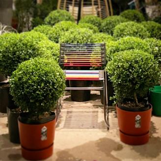 SL0219　インテリアグリーン「ツゲのトピアリー ガーデンM」