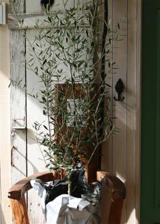 SL0218　愛の木　｢オリーブ」庭のシンボルツリー