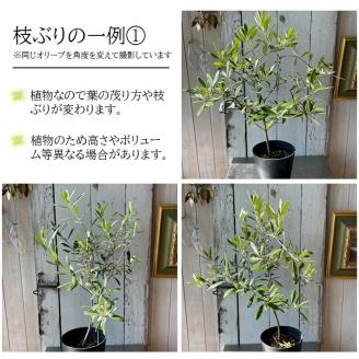 SL0202　「オリーブの鉢」を育てよう